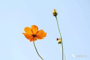 寺外桃源讲花卉——硫华菊