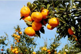 寺外桃源讲花卉 —— 柑橘的栽培要点