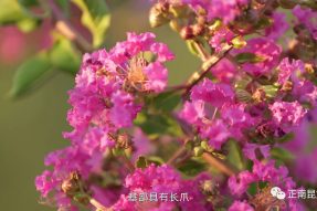 寺外桃源讲花卉 —— 夏赏紫薇品人生
