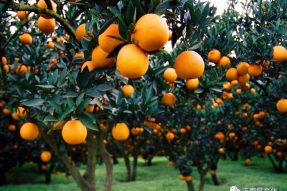 寺外桃源讲花卉 —— 柑橘的栽培要点