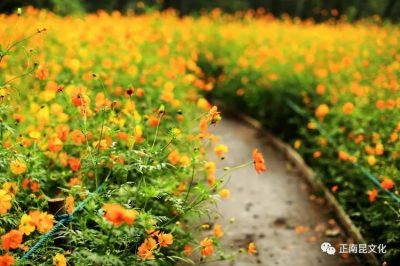 寺外桃源讲花卉——硫华菊