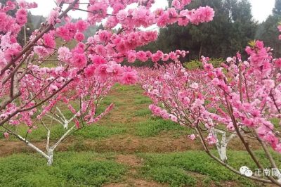 《寺外桃源讲花卉》- 桃树的施肥技术及用肥方法