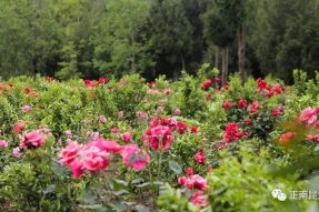 《寺外桃源讲花卉》–月季花四季飘香的小秘密（有福利）