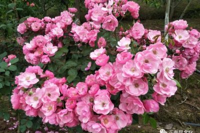 《寺外桃源讲花卉》–夏季月季花的养护建议