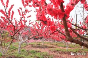 《寺外桃源讲花卉》– 树状月季的春季追肥和养护要点