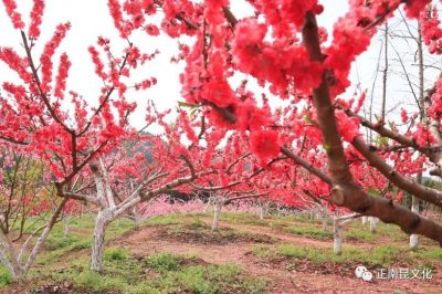 《寺外桃源讲花卉》– 树状月季的春季追肥和养护要点