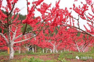 《寺外桃源讲花卉》– 桃花朵朵，如何取舍