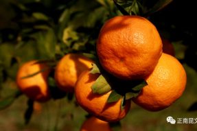 寺外桃源橘子红了，快来尝尝这初冬里的一口冬甜。（文末有福利）