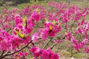 正觉寺外春初来， 四月也有桃花开。