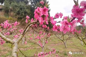 庆“三.八”女神节，赏寺外桃源桃花